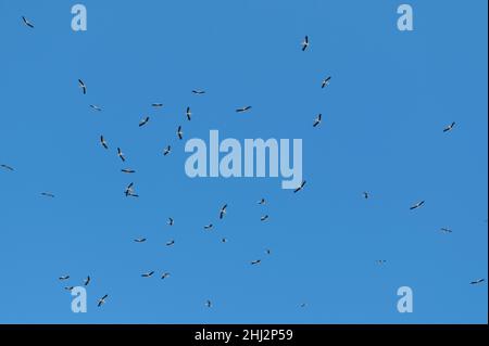 Weißstorch (Ciconia ciconia), im Himmel kreisenden Schwarm, Orientierungsflug, Herbstzug, Departement Haut-Rhin, Elsass, Frankreich Stockfoto