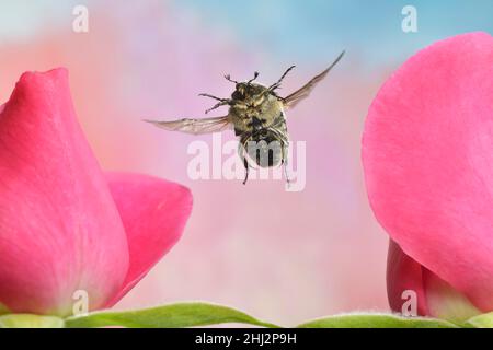 Traue-Rosenkäfer (Oxythyrea funesta) im Flug auf einer Rosenblüte (Rosa) Stockfoto