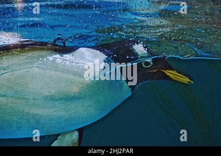 Pinguinkopf vor Glasscheibe unter Wasser, Captive, Hellabrunn Zoo, München, Bayern, Deutschland Stockfoto