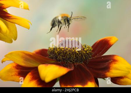 Gemeine Carderbiene (Bombus pascuorum) im Flug auf der rue coneflower (Rudbeckia hirta), Deutschland Stockfoto