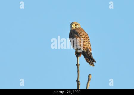 Gemeiner Turmfalken (Falco tinnunculus), der auf einer europäischen Asche (Fraxinus excelsior) sitzt und Beute ausspioniert, Niederrhein, Nord Stockfoto