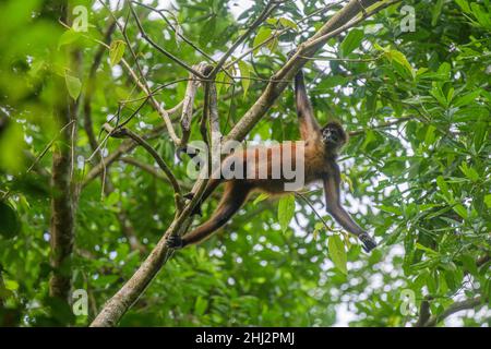 Manled Howler (Alouatta palliata), Corcovado National Park, Puntarenas Province, Costa Rica Stockfoto