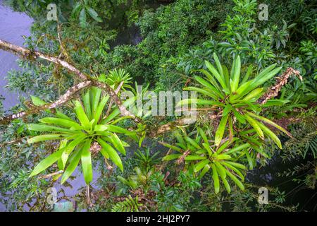 Blick von der Hängebrücke über den Rio Puerto Viejo auf die Vegetation (Bromelien) am Flussufer, die Biologische Station La Selva, Sarapiqui Stockfoto