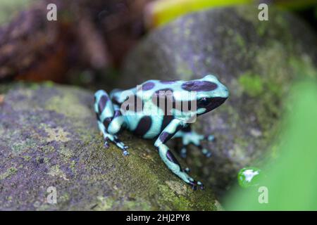 Grüner und schwarzer Giftpfeilfrosch (Dendrobates auratus), Cahuita, Puerto Limon, Costa Rica Stockfoto