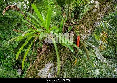 Blick von der Hängebrücke über den Rio Puerto Viejo auf die Vegetation (Bromelien) am Flussufer, die Biologische Station La Selva, Sarapiqui Stockfoto