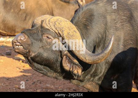 Buffalo Bull zeigt die Reaktion der Flehmen, Südafrika Stockfoto