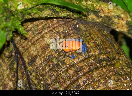 Erdbeergift-Dart Frosch (Oophaga pumilio) Blue Jeans Farbvariante, La Selva Biological Station, Sarapiqui, Heredia, Costa Rica Stockfoto