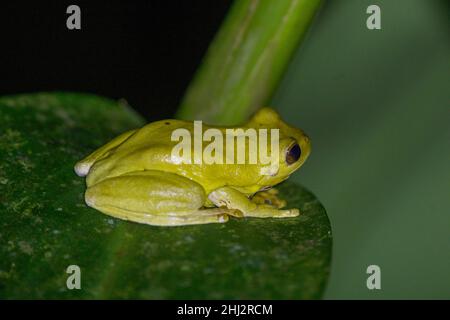 Mahagoni-Baumfrosch (Tlalocohyla loquax), Arenal Observatory Lodge, Fortuna, Provinz Alajuela, Costa Rica Stockfoto