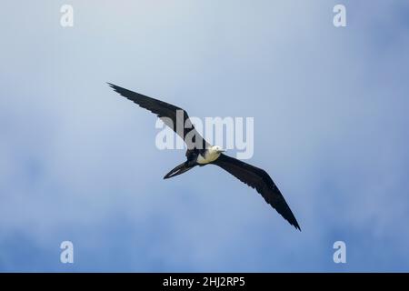 Prachtvoller Fregattvögel (Fregata magnificens) mit weißem ventralem Gefieder, Baya Avellana, Junquillal, Santa Cruz, Provinz Guanacaste, Costa Stockfoto