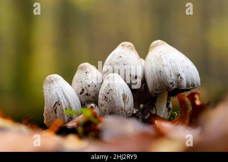 Pilzgruppe in Herbstblättern, Bottrop, Ruhrgebiet, Nordrhein-Westfalen, Deutschland Stockfoto