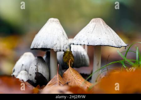 Pilzgruppe in Herbstblättern, Bottrop, Ruhrgebiet, Nordrhein-Westfalen, Deutschland Stockfoto