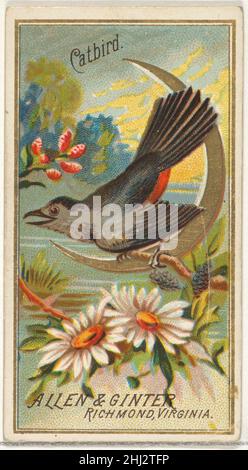 Catbird, aus der Birds of America-Serie (N4) für Allen & Ginter Cigarettes Brands 1888, herausgegeben von Allen & Ginter American Trade Cards aus der 'Birds of America'-Serie (N4), 1888 in einer Serie von 50 Karten ausgegeben, um Allen & Ginter Brand Zigaretten zu bewerben. Catbird, aus der Birds of America-Serie (N4) für Allen & Ginter Cigarettes Brands 406638 Stockfoto