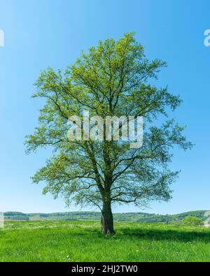 Schwarze Erle (Alnus glutinosa), solitär stehend auf einer Wiese, Thüringen, Deutschland Stockfoto