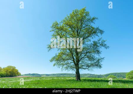 Schwarze Erle (Alnus glutinosa), solitär stehend auf einer Wiese, Thüringen, Deutschland Stockfoto