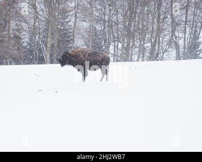 American Bison (Bos Bison) bei Schneefall im Winter, Captive, Tierpark der Wilde Berg, Mautern, Steiermark, Österreich Stockfoto