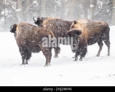 American Bisons (Bos Bisons) bei Schneefall im Winter, Captive, Tierpark der Wilde Berg, Mautern, Steiermark, Österreich Stockfoto