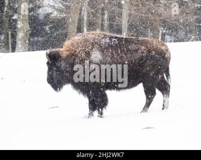 American Bison (Bos Bison) bei Schneefall im Winter, Captive, Tierpark der Wilde Berg, Mautern, Steiermark, Österreich Stockfoto