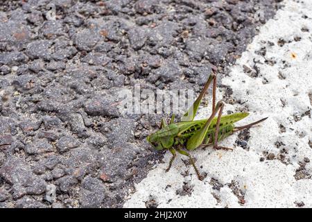 Grüne Heuschrecke sitzt auf weißem Verkehrsteiler auf einem Hintergrund aus grauem Asphalt Stockfoto