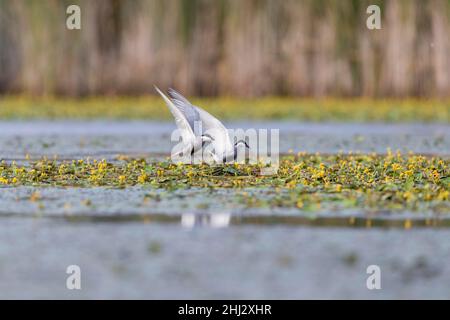 Zwei Weißbärtige Ternen (Chlidonias hybridus) am Nest, Tisza, Ungarn Stockfoto