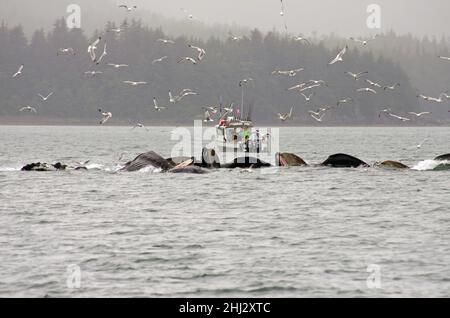 Eine Gruppe Buckelwale vor einem kleinen Boot, Möwen am Himmel, Blasenfütterung, Juneau, Inside Passage, Alaska, USA Stockfoto