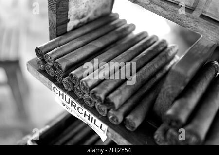 Handgerollte kubanische Zigarren zum Verkauf auf einem offenen Markt in Old Town Key West, Florida. Nahaufnahme von Churchill-Zigarren mit offenem Ende, auf dem Tabak zu sehen ist. Stockfoto