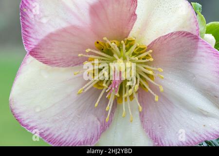 Nahaufnahme einer rosa und weißen Hellebore Blume in Blüte Stockfoto
