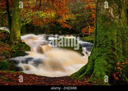 Bergbach im herbstlichen Laubwald, Glendalough, Wicklow, Irland Stockfoto