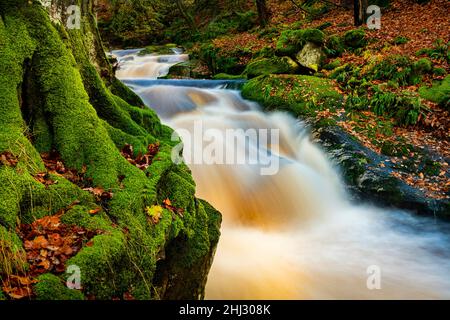 Bergbach im herbstlichen Laubwald, Glendalough, Wicklow, Irland Stockfoto