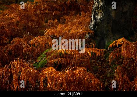 Herbstwald, Farn im Laubwald, Glendalough, Wicklow, Irland Stockfoto