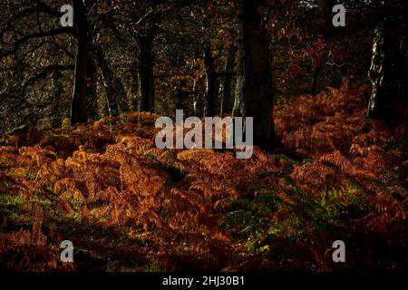 Herbstwald, Farn im Laubwald, Glendalough, Wicklow, Irland Stockfoto