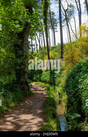 Levada-Wanderung von Camacha zum Botanischen Garten in Funchal, Madeira, Portugal Stockfoto