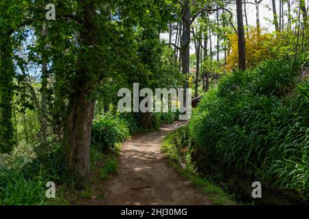 Levada-Wanderung von Camacha zum Botanischen Garten in Funchal, Madeira, Portugal Stockfoto