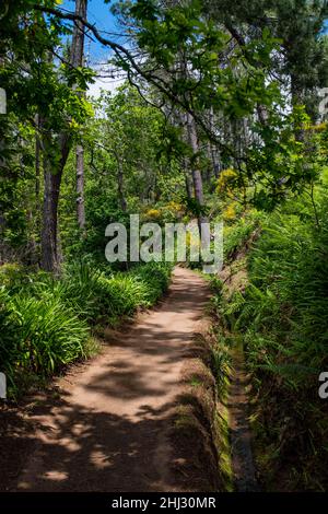 Levada-Wanderung von Camacha zum Botanischen Garten in Funchal, Madeira, Portugal Stockfoto