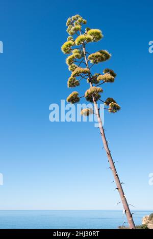 Century Pflanze oder Agave american, auch bekannt als Maguey. Sukulente Pflanze aus Mexiko, aber weit eingebürgert in Algarve, Portugal, Euurope Stockfoto