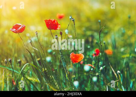 Schöne rote Mohnblumen auf dem Feld, Details Hintergrund Stockfoto