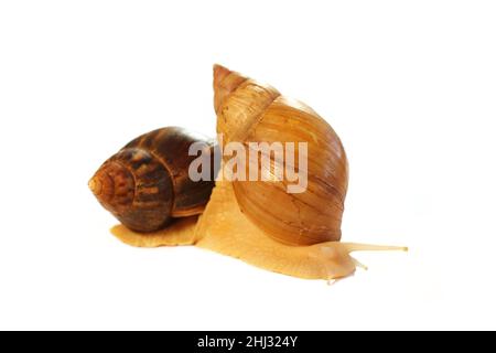 Schnecke auf weißem Hintergrund. Achatina-Schnecke. Startseite Kosmetologe. Zwei Schnecken zusammen. Haustier zu Hause. Für Werbung Stockfoto