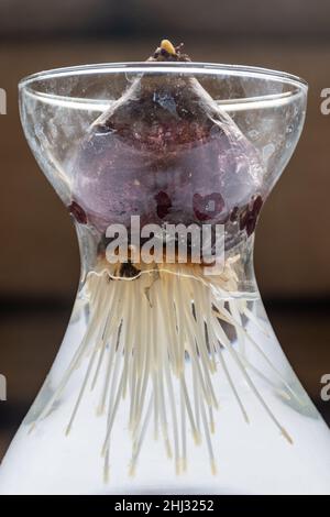 Hyazinthbirne mit Wurzeln, die in Wasser in einer Glasvase wachsen Stockfoto