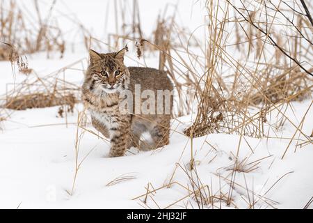 Bobcat (Lynx rufus) hört auf, Winter zu hören - Gefangenes Tier Stockfoto