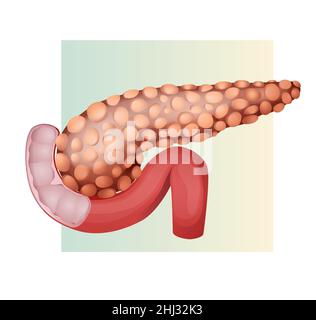 Abbildung des Pankreas-Symbols als EPS 10-Datei Stock Vektor