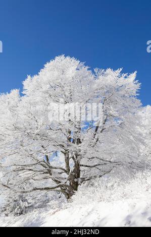 Wetter Buche (Fagus) im Winter, Rotbuche Schauinsland, bei Freiburg im Breisgau, Schwarzwald, Baden-Württemberg, Deutschland Stockfoto