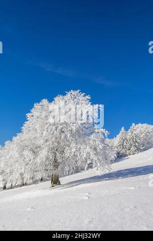 Wetter Buche (Fagus) im Winter, Rotbuche Schauinsland, bei Freiburg im Breisgau, Schwarzwald, Baden-Württemberg, Deutschland Stockfoto
