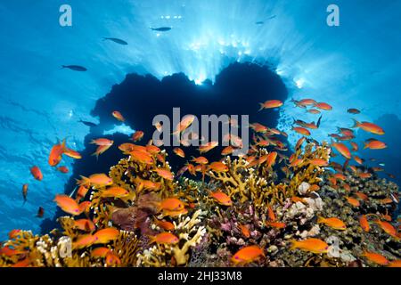 Schwarm von roten Meerbarschen (Pseudanthias taeniatus), Rotmeer-Feuerkoralle (Millepora dichotoma), Silhouette Coral Reef mit Sonnenstrahlen, Ras Muhammed Stockfoto