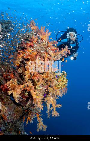 Diver mit Blick auf die Korallenwand, die mit den Weichkorallen von Glunzinger (Dendronephthya klunzingeri), verschiedenen Steinkorallen (Scleractinia), Schwarm Schweinchen bedeckt ist Stockfoto