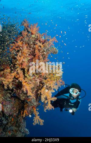 Diver mit Blick auf die Korallenwand, die mit den Weichkorallen von Glunzinger (Dendronephthya klunzingeri), verschiedenen Steinkorallen (Scleractinia), Schwarm Schweinchen bedeckt ist Stockfoto