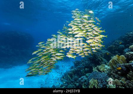 Schwarm von Gelbflossen-Ziegenfischen (Mulloidichthys vanicolensis), Korallenriff, Rotes Meer, Ägypten Stockfoto