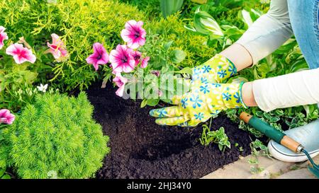 Blühende Petunia Sämlinge in den Händen des Gärtners sind bereit für die Bepflanzung in einem Blumenbeet. Garten- und Landschaftsarbeiten auf dem gepflegten Blumenbeet in sp Stockfoto