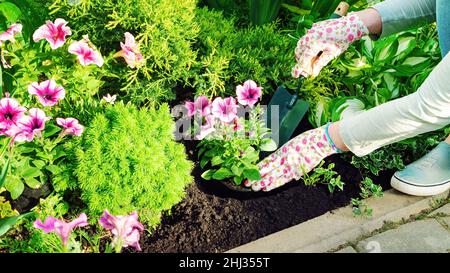 Der Gärtner pflanzt Blumen mit Handkelle in schwarzem Boden in einem Blumenbeet. Pflanzung von Sämlingen der jährlichen Blumen. Eine rosa Petunie wird in einem Urlaub gepflanzt Stockfoto