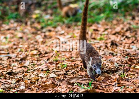 Coati-Mundi oder Quatimundi in Tikal, Guatemala Stockfoto