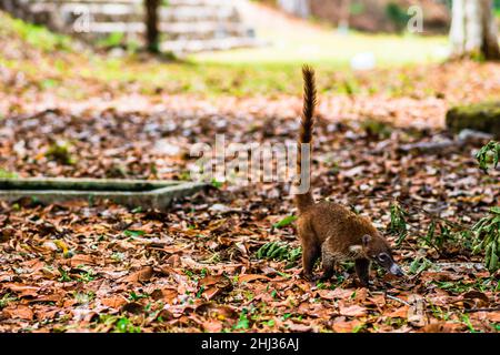 Coati-Mundi oder Quatimundi in Tikal, Guatemala Stockfoto