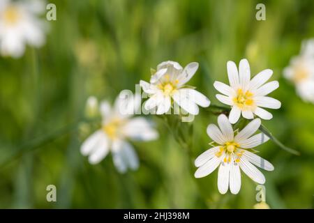 Makroaufnahme von blühenden Blüten mit großer Stitkrautblüte (Rabelera holostea) Stockfoto